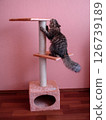 Striped cat has fun playing on the house 126739189