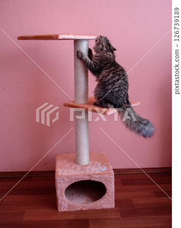 Striped cat has fun playing on the house Striped cat has fun playing on the house 126739189