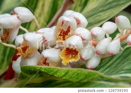 Gettou (Shell Ginger) has a texture similar to that of waxwork. 126739193