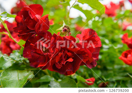 Rose of red color 126739200