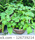 Perilla planter cultivation 126739214