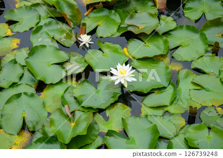 White Lotus Flower White Lotus Flower 126739248
