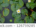 White Lotus Flower 126739285