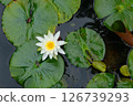 White Lotus Flower 126739293