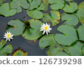 White Lotus Flower 126739298