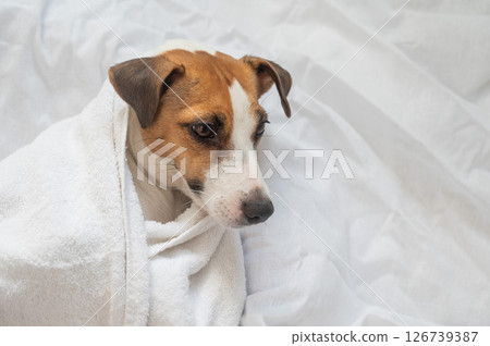 Jack Russell Terrier lying on his back wrapped in a white terry towel. Jack Russell Terrier lying on his back wrapped in a white terry towel. 126739387