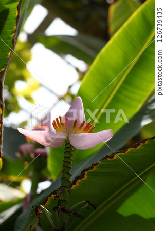 Musa rosacea flowers and raindrops Musa rosacea flowers and raindrops 126739435
