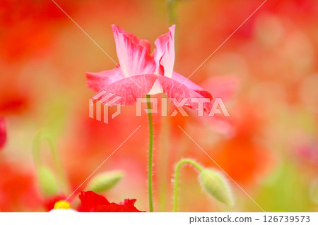 可愛美麗的罌粟花 126739573