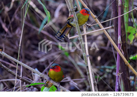 Scarlet-faced Liocichla - Liocichla ripponi is a bird in the Leiothrichidae family on branch live in nature. Scarlet-faced Liocichla - Liocichla ripponi is a bird in the Leiothrichidae family on branch live in nature. 126739673