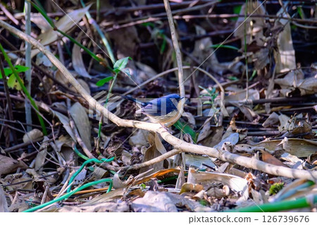 Male of Slaty Blue Flycatcher or Slaty-backed flycatcher (Ficedula tricolor) the beautiful blue bird. Birds live in tropical forest. 126739676