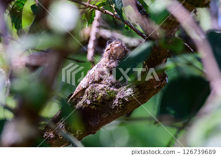 Hodgson's Frogmouth Bird or Batrachostomus hodgsoni incubates juveniles in the nest on the tree. 126739689