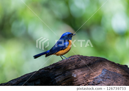 Male of Rufous-bellied Niltava live in tropical forest. 126739733