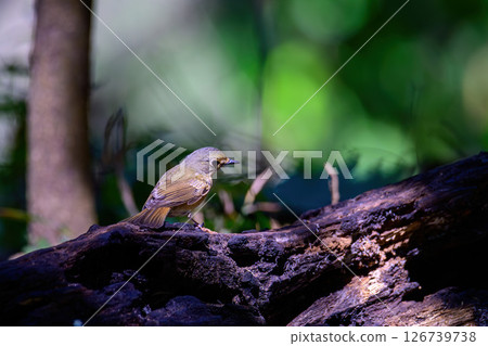 Female of Rufous-bellied Niltava live in tropical forest. 126739738