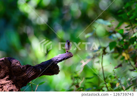 Rufous-gorgeted flycatcher, Orange gorgetted Flycatcher is dark grey to brown bird live in nature. 126739743