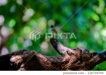Rufous-gorgeted flycatcher, Orange gorgetted Flycatcher is dark grey to brown bird live in nature. 126739744