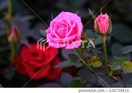 Pink Spray Rose Lovely flowers blooming in the garden, in Thailand. 126739810