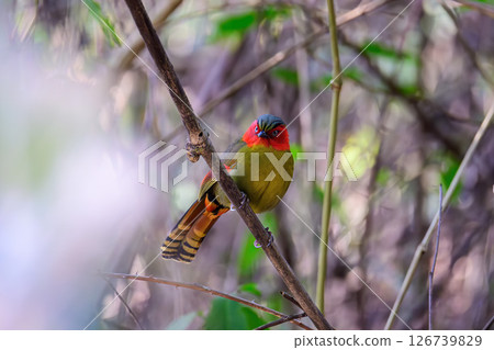 Scarlet-faced Liocichla - Liocichla ripponi is a bird in the Leiothrichidae family on branch live in nature. Scarlet-faced Liocichla - Liocichla ripponi is a bird in the Leiothrichidae family on branch live in nature. 126739829