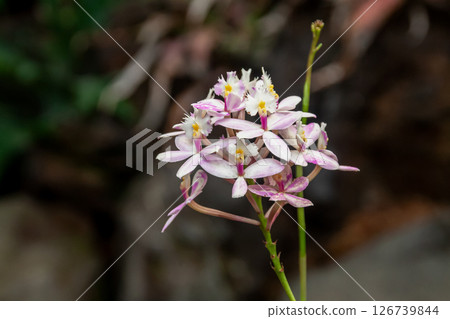 Epiphytic orchid, epidendrum (Orchidaceae, genus Epidendrum) Epiphytic orchid, epidendrum (Orchidaceae, genus Epidendrum) 126739844