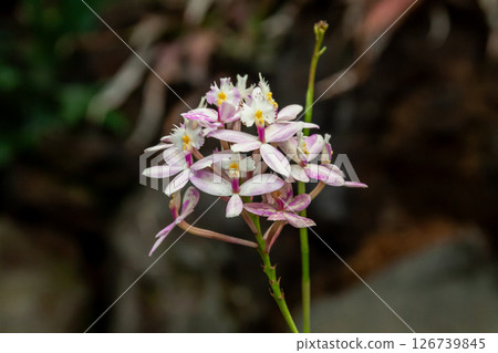 附生蘭花，表皮（蘭科，表皮屬） 126739845