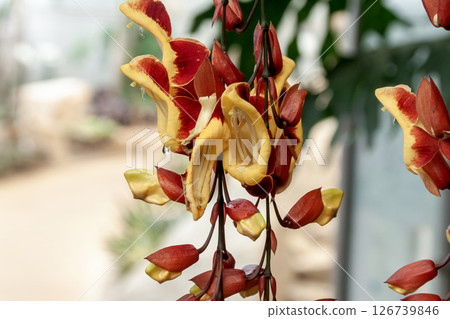 Thunbergia mysorensis [爵床科] 126739846