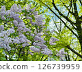 Orodori park lilac 126739959