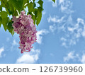 Orodori park lilac 126739960