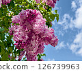 Orodori park lilac 126739963