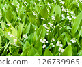 Lily of Suzuran 126739965