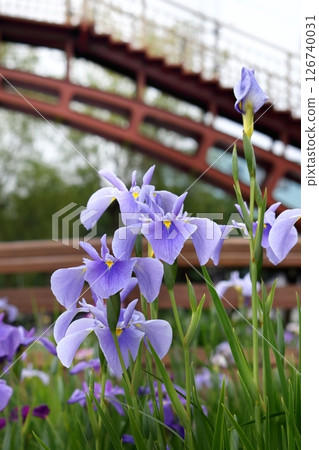 浪漫的茨城（以傳說德川光圀曾到訪過的拱橋為背景，盛開的菖蒲）潮來市菖蒲節 126740031