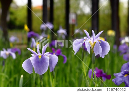 浪漫茨城（鳶尾花種類繁多，但均屬於鳶尾科鳶尾屬。）潮來市鳶尾花節 126740032