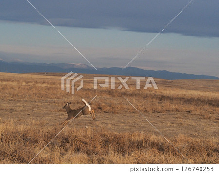 A white-tailed deer runs across a vast grassland with a mountain range in view 126740253