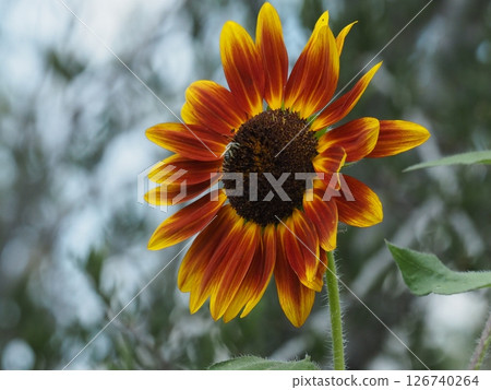 Close-up of a bicolored petaled sunflower Close-up of a bicolored petaled sunflower 126740264