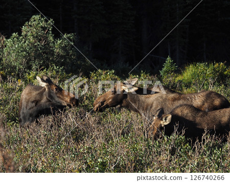 Two female moose greeting each other among the bushes 126740266