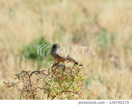棕耳跳蛛棲息在灌木叢上 棕耳跳蛛棲息在灌木叢上 126740279