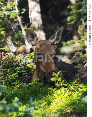 A sitting moose calf peeking out from the bushes 126740282