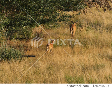 A mother deer and her fawn running after her in the morning grassland A mother deer and her fawn running after her in the morning grassland 126740294