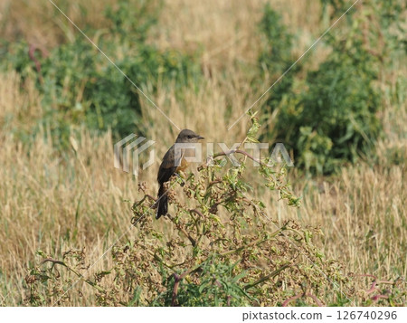 棕色跳蛛在灌木叢上休息 棕色跳蛛在灌木叢上休息 126740296