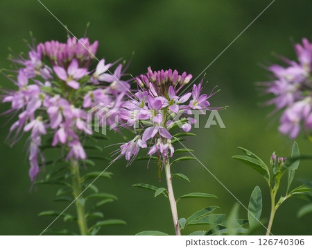 Pretty pink spider lily flowers Pretty pink spider lily flowers 126740306