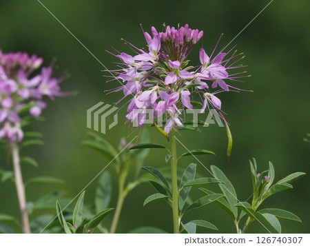 A pretty pink bee plant flower 126740307
