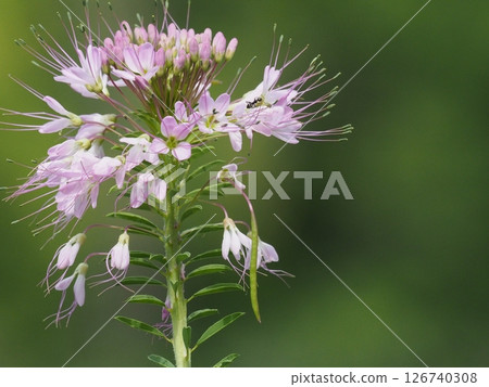 A single pink flower of a bee plant A single pink flower of a bee plant 126740308