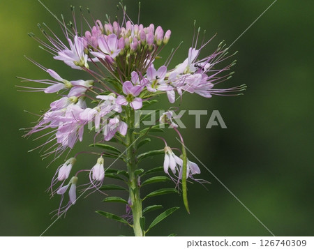 Close-up of a pink bee plant 126740309