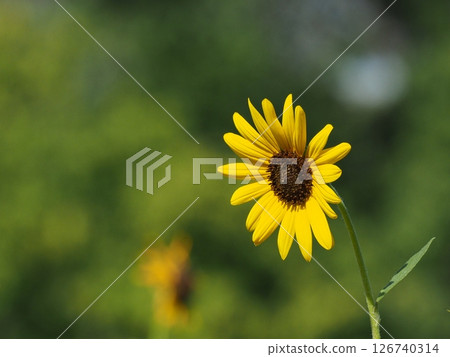 A lovely sunflower 126740314