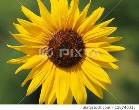 Close-up of a large sunflower 126740315