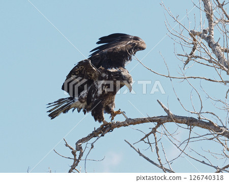 Young Bald Eagle on branch Young Bald Eagle on branch 126740318