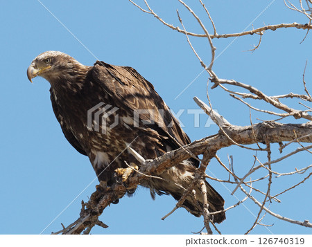 A young bald eagle with sharp eyes resting on a branch A young bald eagle with sharp eyes resting on a branch 126740319