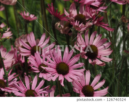A flowerbed filled with pink Echinacea purpurea flowers 126740324