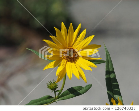 A single yellow Maximillian sunflower 126740325