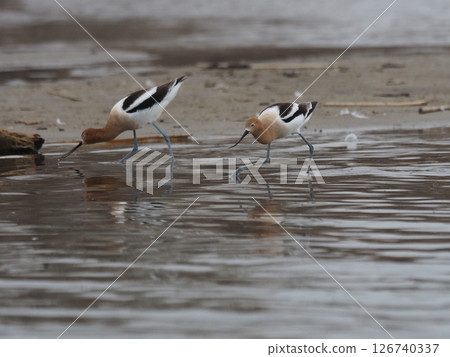 Two American avocets foraging in the shallows of a lake 126740337