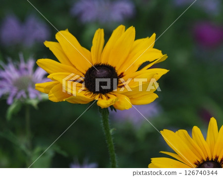 Yellow Ludoviche flowers Yellow Ludoviche flowers 126740344
