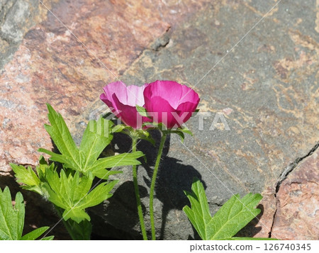 Pink california poppy flowers 126740345